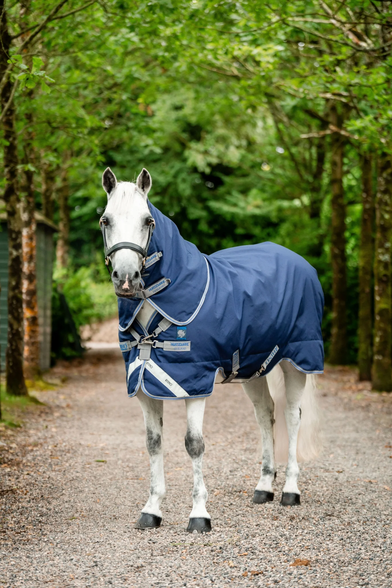 New for Horses